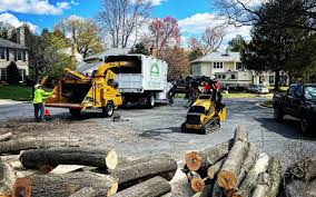 Best Tree Maintenance Programs  in Livermore, CA